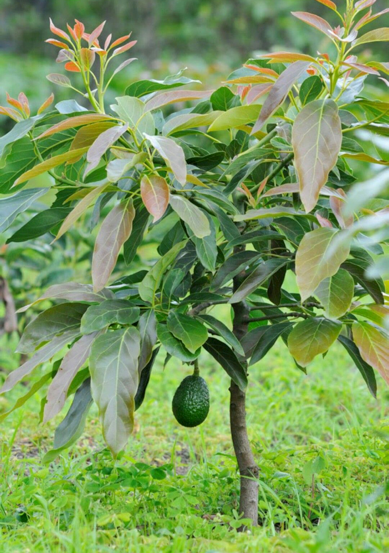 Planta de Aguacate